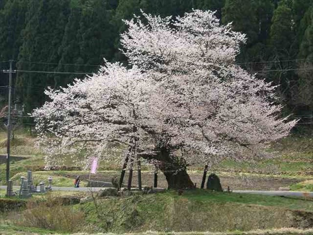 尾所の桜